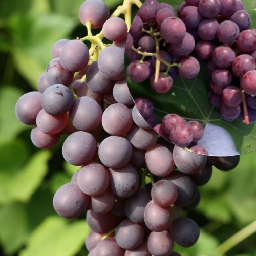 Vitis vinifera 'Širvinta' - Harilik viinapuu 'Širvinta' C4/4L